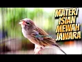 Download Lagu MATERI CENGKOK ISIAN MEWAH JAWARA - MASTERAN KENARI ISIAN BLACKTHROAT GACOR IDAMAN TETANGGA
