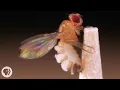 This Killer Fungus Turns Flies into Zombies Deep Look