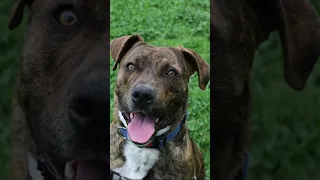 My Baby Twix Viralvideo Shorts Pets Dogs 