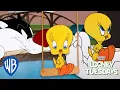 Looney Tuesdays | 15 Times Tweety Almost Got Caught By Sylvester | Looney Tunes | @WB Kids