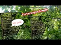 Download Lagu Memikat Cucak Ranting/Rante Di Tengah Hutan.. Jumpa lawannya yang agresif..