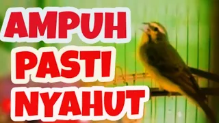 Download PANCINGAN MASTERAN BURUNG MOZAMBIK GACOR NGEROL MP3