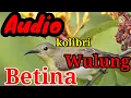 Download Lagu SUARA PANCINGAN KOLIBRI WULUNG BETINA