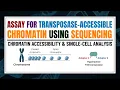 ATAC-Seq A Comprehensive Guide to Chromatin Accessibility Single-Cell Analysis
