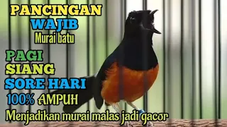 Download Pancingan Murai Batu PAGI SIANG dan SORE HARI 📌 Putar Tiap Hari Murai Malas Langsung GACOR . MP3