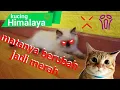 Download Lagu Kucing Yang Bisa Berubah Warna Matanya. Kucing Himalaya.