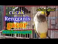 Download Lagu cucak Rengganis gacor, bikin lawan ngotot