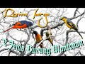 Download Lagu Burung mantenan - Harga burung mantenan kecil dan Mantenan besar