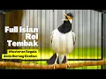 Download Lagu Jalak Suren Gacor Full Isian Gaya Roll Tembak Ini Bagus Untuk Masteran Murai Batu, Cucak Ijo \u0026 Kacer