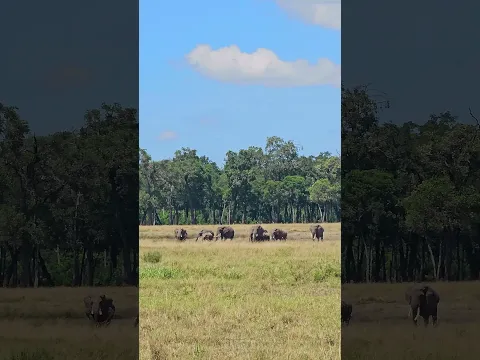 🐘🐘 Elephants Cross The Plains 🐘🐘 #Wildlife #Safari