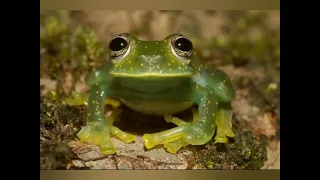 نظرية الضفدع والماء المغلي Boiling Frog 