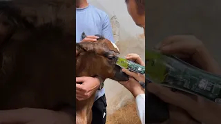 حلاقة  مهر عربي أصيل أفنص     فرسان  خيول عربية اصيلة  السعودية الاكسبلور العراق قطر بحرين الاردن دندنها