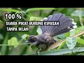 Download Lagu Suara pikat burung kipasan
