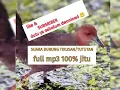 Download Lagu Tiếng óc cao và chàng nghịch bảng ăn chim mạnh 2019