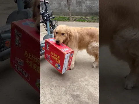 টমি আমার বাক্স নিয়ে পালালো#dog