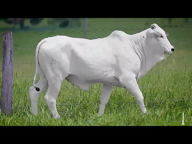 Novilha Nelore OCT - 327