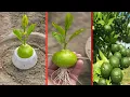 Download Lagu Grow lemons from lemons fruit | The easiest procedure in the world | 100% success |