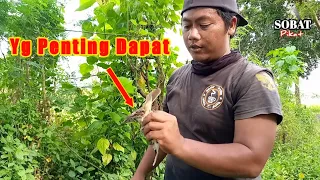 mikat burung kerak basi anti zonk