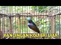Lagu kolibri kelapa | untuk pancingan kolibri di alam liar
