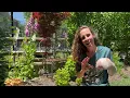 The Easiest Way To Seed Foxglove!  I Am Officially Obsessed With Them!