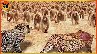 Download 15 Crazy Moments! Leopard Fights to the Last Breath Against 100 Baboons | Animal World MP3
