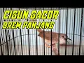 Download Lagu Masteran Cigun Gacor Ngebren Panjang
