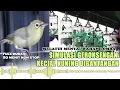 Download Lagu GERONSENGAN LOMBA KECIAL  AUDIO TERBAIK MELATIH MENTAL KECIAL KUNING  VIRAL 2022 KECIAL KUNING NTB
