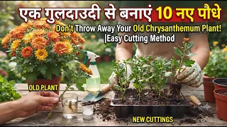 एक गुलदाउदी से बनाएं 10 नए पौधे |Don't Throw Away Your Old Chrysanthemum Plant| Easy Cutting Method