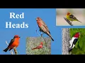 Download Lagu Burung apa yang kepalanya berwarna merah?