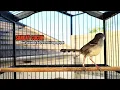 Download Lagu suara burung CIBLEK SEMI GACOR Ngebren Ampuh untuk Pancingan Ciblek Kristal dan Masteran Ciblek