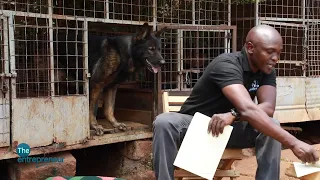 For many people, dogs are pets. For Karori, they're a purpose and a profession | ENTREPRENUER