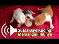 Download Lagu Suara Bayi Kucing Memanggil Ibunya Minta Susu | Ampuh Buat Manggil Kucing
