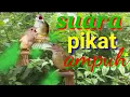 Download Lagu suara kapas tembak ribut
