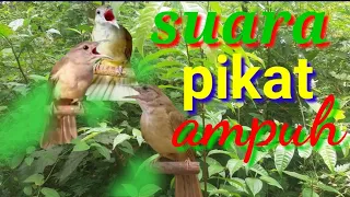 suara kapas tembak ribut
