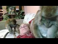 Lagu Macaque Brothers Tending To Their Human ASMR