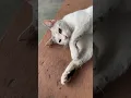 Download Lagu Cinematic kucing video #kucing #cinematic