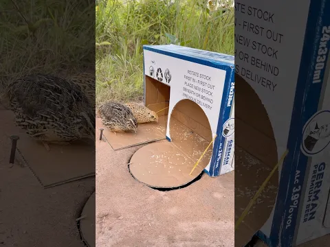 Best Underground Quail Trap Using Cardboard Box #shortsfeed