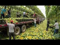 Download Lagu This Year’s 100+ Greatest Harvests 💥 Farmers Are Hauling in Millions of Fruits \u0026 Veggies