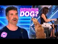 Simon Cowell s FAVORITE Dog Acts EVER