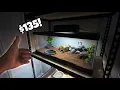 Naturalistic Leopard Gecko setup for 135