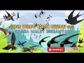 Download Lagu SUARA PERANG KOLONI TERBARU 2023 | SUARA WALET TERBARU