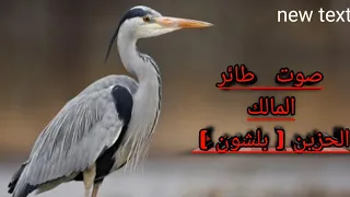 صوت طائر المالك الحزين بلشون  صوت طائر المالك الحزين بلشون