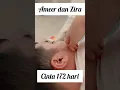 Download Lagu Shorts, Sedih ! Cinta 172 hari Ameer Az Zikra dan Zira