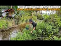 Download Lagu PETIK SAYURAN LEZAT DI PERSAWAHAN BUAT MASAKAN TUMIS PEDAS DI RUMAH PONDOK KAYU | BETAH DI KAMPUNG