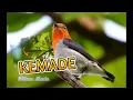 Download Lagu SUARA PIKAT BURUNG KEMADE(burung Cabe-cabean/cit)|SUARA MASTERAN\u0026RELAKSASI AIR
