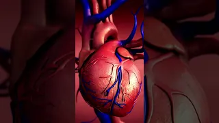 هل تعلم أن القلب يضخ حوالي 5 5 لتر من الدم كل دقيقة الثقة بالنفس اكسبلور العلم 