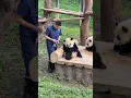 What a clever panda It thinks keeper can t see it by blocking its face with a basin