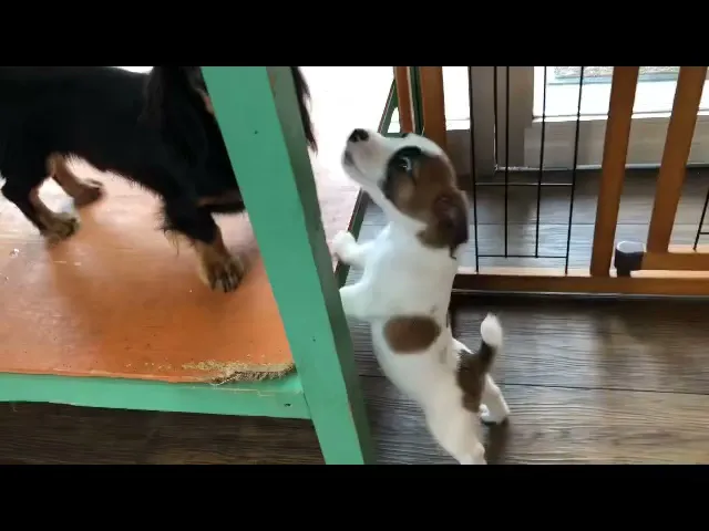 動画