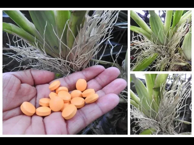 FAZ CRESCER RAÍZES RÁPIDO E FORTE NAS ORQUÍDEAS CONFIRA!