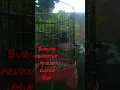Lagu burung prukutut mulai gacor